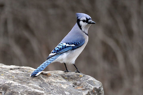 Blue Jay On the look out, a Blue Jay (Cyanocitta cristata) surveys the area at the bird feeders of Shirleys Bay, Ottawa, Ontario, Canada. Blue Jay,Blue jay,Canada,Cyanocitta cristata,Geotagged,Ontario,Ottawa,Shirleys Bay,Spring