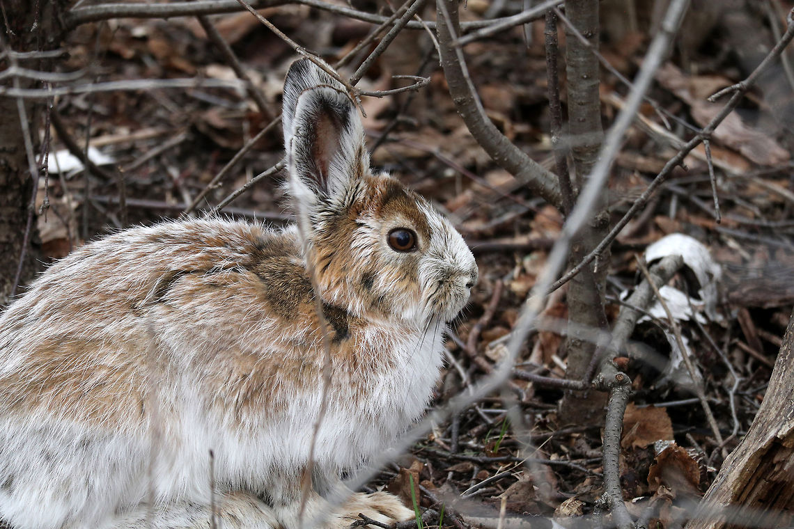 Snowshoe Hare Going through the change from white to brown, the Snowshoe Hare (Lepus americanus) is trying to hide in the brush at Shirleys Bay, Ottawa, Ontario, Canada. Canada,Geotagged,Lepus americanus,Ontario,Ottawa,Shirleys Bay,Snowshoe Hare,Snowshoe hare,Spring