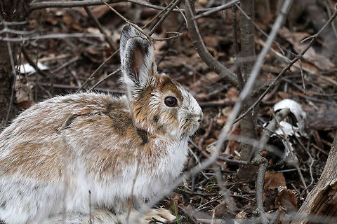 Snowshoe Hare Going through the change from white to brown, the Snowshoe Hare (Lepus americanus) is trying to hide in the brush at Shirleys Bay, Ottawa, Ontario, Canada. Canada,Geotagged,Lepus americanus,Ontario,Ottawa,Shirleys Bay,Snowshoe Hare,Snowshoe hare,Spring