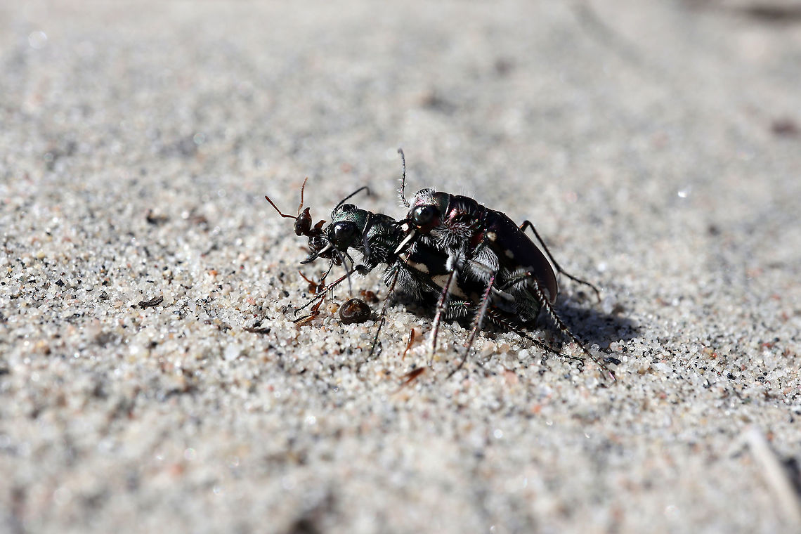 Dinner & Love, LeConte's Tiger Beetles A female enjoys an ant, while these two LeConte&#039;s Tiger Beetles (Cicindela scutellaris lecontei) share an intimate moment on the inland sand dunes of Merivale Gardens, Ottawa, Ontario, Canada. Canada,Cicindela scutellaris,Cicindela scutellaris lecontei,Festive Tiger Beetle,Geotagged,LeConte's Tiger Beetles,Merivale Gardens,Ontario,Ottawa,Spring