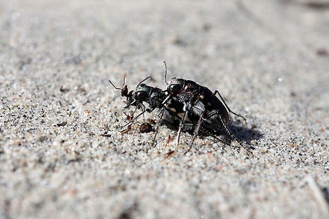 Dinner & Love, LeConte's Tiger Beetles A female enjoys an ant, while these two LeConte's Tiger Beetles (Cicindela scutellaris lecontei) share an intimate moment on the inland sand dunes of Merivale Gardens, Ottawa, Ontario, Canada. Canada,Cicindela scutellaris,Cicindela scutellaris lecontei,Festive Tiger Beetle,Geotagged,LeConte's Tiger Beetles,Merivale Gardens,Ontario,Ottawa,Spring