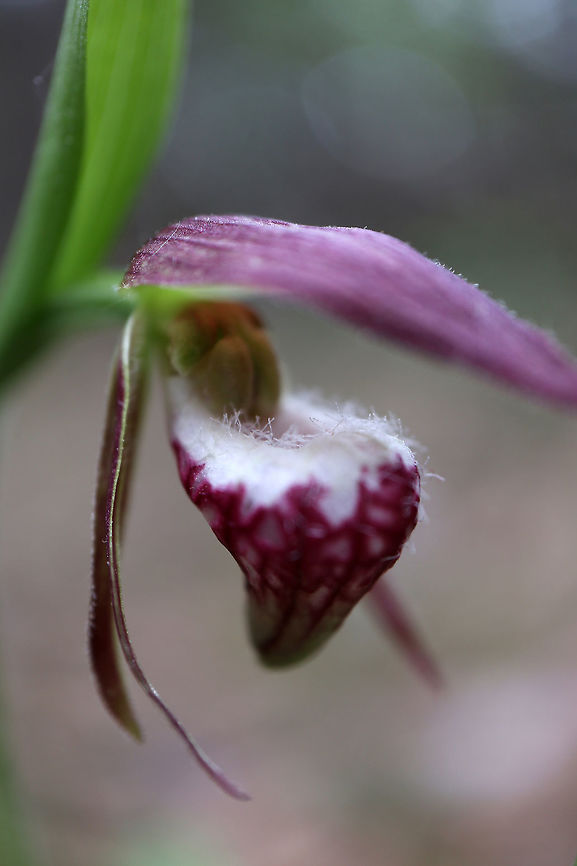 Ram's Head Lady's Slipper A single flower on each stem having divided lateral sepals and a unique hairy pouch shaped like an funnel. The purplish-red flower has light venation and is white at the lip.The Ram's Head Lady's Slipper (Cypripedium arietinum) at the Marlborough Forest, Ontario, Canada. Conservation Status: vulnerable (N3N4) in Canada (NatureServe). Canada,Cypripedium arietinum,Geotagged,Marlborough Forest,Ontario,Ram's Head Lady's Slipper,Ram's head lady's slipper,Spring,vulnerable