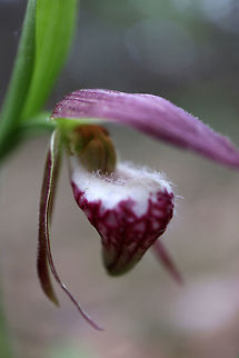 Ram's head lady's slipper