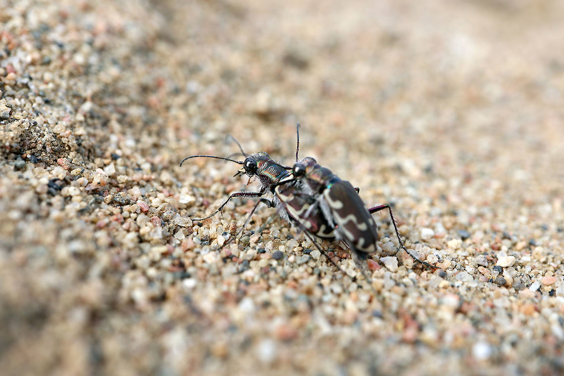 Bronzed Tiger Beetles Making love on the beach, a pair of Bronzed Tiger Beetles (Cicindela repanda) enjoying themselves at the Bill Mason Centre, Dunrobin, Ottawa, Ontario, Canada. Bill Mason Centre,Bronzed Tiger Beetles,Bronzed tiger beetle,Canada,Cicindela repanda,Dunrobin,Geotagged,Ontario,Ottawa,Spring