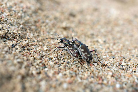 Bronzed Tiger Beetles Making love on the beach, a pair of Bronzed Tiger Beetles (Cicindela repanda) enjoying themselves at the Bill Mason Centre, Dunrobin, Ottawa, Ontario, Canada. Bill Mason Centre,Bronzed Tiger Beetles,Bronzed tiger beetle,Canada,Cicindela repanda,Dunrobin,Geotagged,Ontario,Ottawa,Spring
