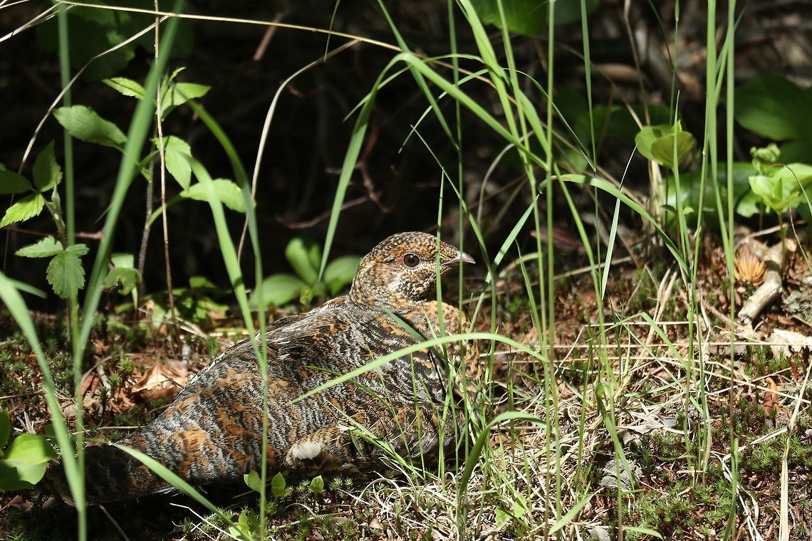 Spruce Grouse Female Along an old railway line in the brush, a female Spruce Grouse (Falcipennis canadensis) has made herself comfortable on the Mizzy Trail, Algonquin Provincial Park, Ontario, Canada. Algonquin Provincial Park,Canada,Falcipennis canadensis,Geotagged,Mizzy Trail,Ontario,Spring,Spruce Grouse,Spruce grouse