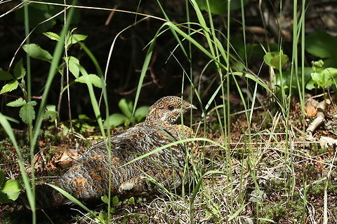 Spruce Grouse Female Along an old railway line in the brush, a female Spruce Grouse (Falcipennis canadensis) has made herself comfortable on the Mizzy Trail, Algonquin Provincial Park, Ontario, Canada. Algonquin Provincial Park,Canada,Falcipennis canadensis,Geotagged,Mizzy Trail,Ontario,Spring,Spruce Grouse,Spruce grouse