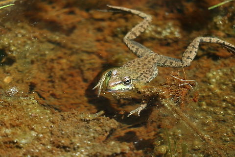Northern Green Frog Floating in the water of a ditch next to an old railway line, the Northern Green Frog (Lithobates clamitans melanota) is found on the Mizzy Trail, Algonquin Provincial Park, Ontario, Canada. Algonquin Provincial Park,Canada,Geotagged,Lithobates clamitans melanota,Mizzy Trail,Northern Green Frog,Northern green frog,Ontario,Spring