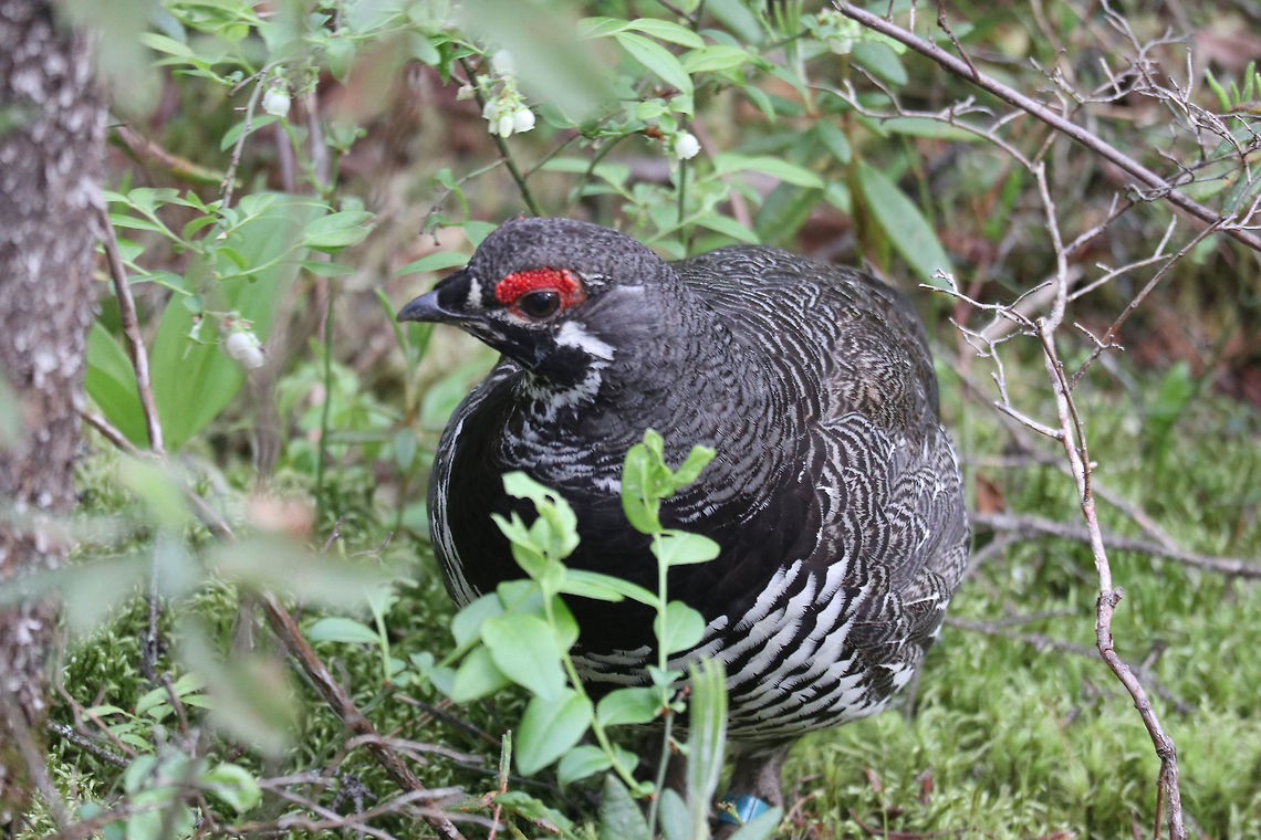 Spruce Grouse Male Strutting around the bog, A male Spruce Grouse (Falcipennis canadensis) is found on the Spruce Bog Trail, Algonquin Provincial Park, Ontario, Canada. Algonquin Provincial Park,Canada,Falcipennis canadensis,Geotagged,Ontario,Spring,Spruce Bog Trail,Spruce Grouse,Spruce grouse