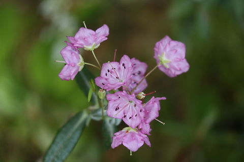 Bog Laurel Throughout the bog the Bog Laurel (Kalmia polifolia) dots the landscape of the Spruce Bog Trail, Algonquin Provincial Park , Ontario, Canada. Algonquin Provincial Park,Bog Laurel,Bog laurel,Canada,Geotagged,Kalmia polifolia,Ontario,Spring,Spruce Bog Trail