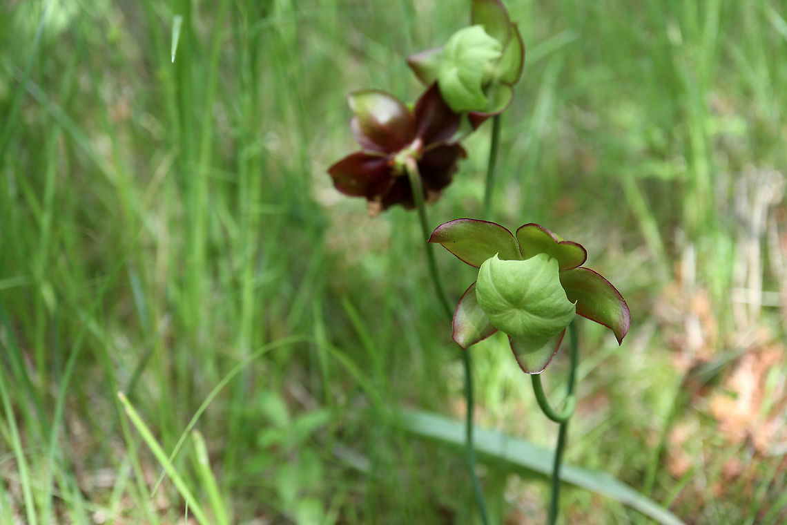 Northern Pitcher Plant The carnivorous Northern Pitcher Plant (Sarracenia purpurea) is a unique flower found in the fen of Purdon Conservation Area, Lanark, Ontario, Canada.                                Canada,Geotagged,Lanark,Northern Pitcher Plant,Ontario,Purdon Conservation Area,Purple pitcher plant,Sarracenia purpurea,Summer