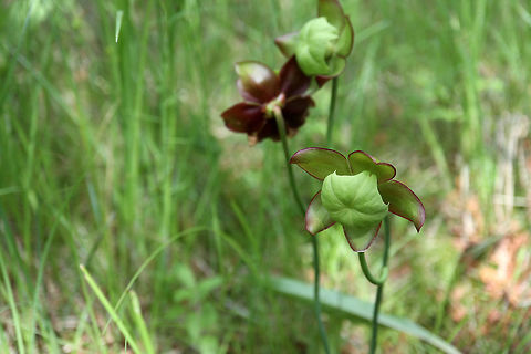 Northern Pitcher Plant The carnivorous Northern Pitcher Plant (Sarracenia purpurea) is a unique flower found in the fen of Purdon Conservation Area, Lanark, Ontario, Canada.                                Canada,Geotagged,Lanark,Northern Pitcher Plant,Ontario,Purdon Conservation Area,Purple pitcher plant,Sarracenia purpurea,Summer