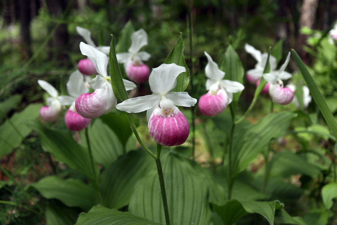 Showy Lady's Slippers The mega bloom of the Showy Lady&#039;s Slipper (Cypripedium reginae) orchid in the fen of the Purdon Conservation Area, Lanark, Ontario, Canada. Canada,Cypripedium reginae,Geotagged,Lanark,Ontario,Purdon Conservation Area,Showy Lady's Slipper,Summer,orchid