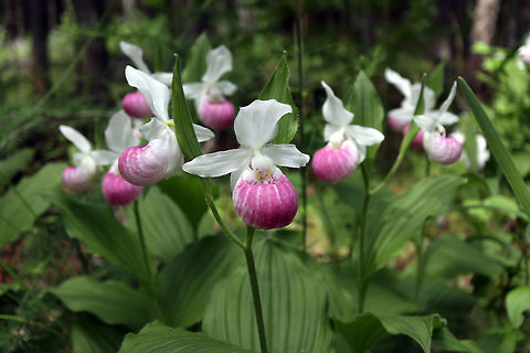 Showy Lady's Slippers The mega bloom of the Showy Lady's Slipper (Cypripedium reginae) orchid in the fen of the Purdon Conservation Area, Lanark, Ontario, Canada. Canada,Cypripedium reginae,Geotagged,Lanark,Ontario,Purdon Conservation Area,Showy Lady's Slipper,Summer,orchid