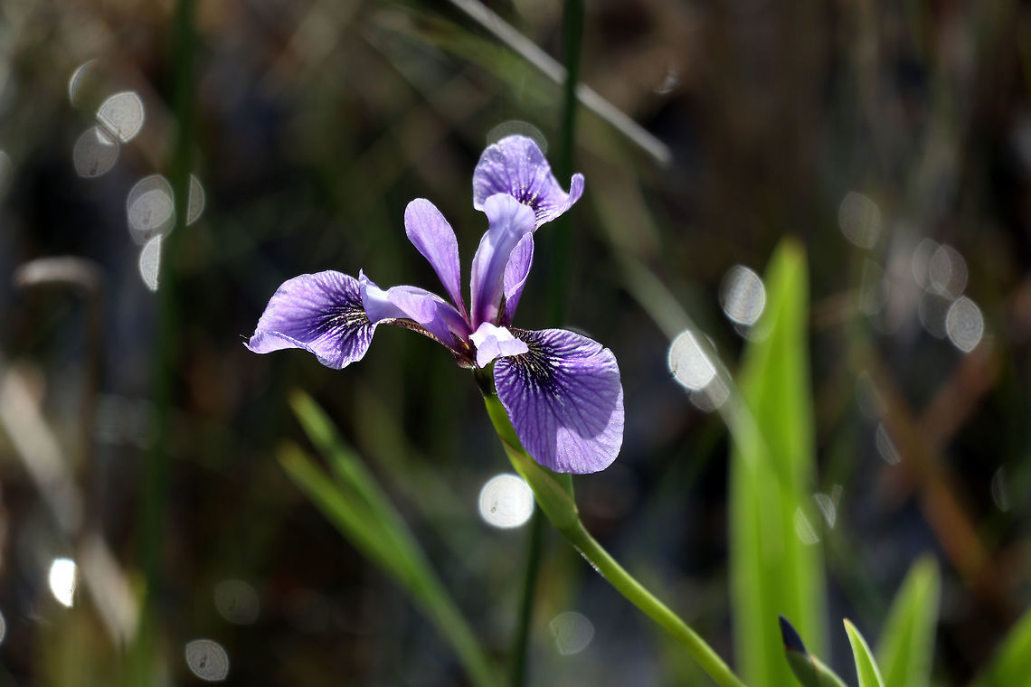 Blue Flag Iris In the grasses along Purdons Lake, the Blue Flag Iris (Iris versicolor) blooms at the Purdon Conservation Area, Lanark, Ontario, Canada. Blue Flag Iris,Canada,Geotagged,Iris versicolor,Lanark,Ontario,Purdon Conservation Area,Summer