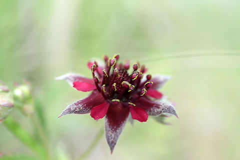 Marsh Cinquefoil Along the marshy shore of Purdons Lake the Marsh Cinquefoil (Potentilla palustris) is in bloom at Purdon Conservation Area, Lanark, Ontario, Canada. Canada,Comarum palustre,Geotagged,Lanark,Marsh Cinquefoil,Ontario,Potentilla palustris,Purdon Conservation Area,Purple marshlocks,Summer