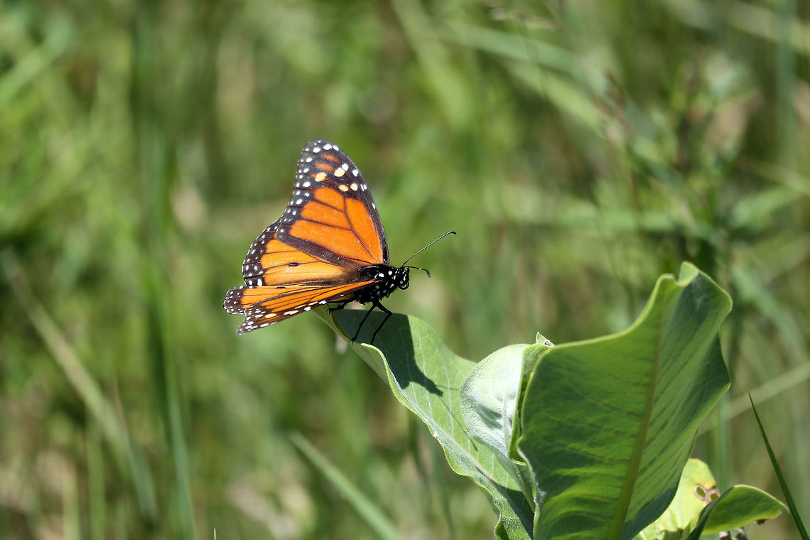 Monarch Looking for the flowering Milkweed, a Monarch Butterfly (Danaus plexippus) rests at Kaz Station, Qu&eacute;bec, Canada. Canada,Danaus plexippus,Geotagged,Kaz Station,Monarch Butterfly,Monarch butterfly,Québec,Summer