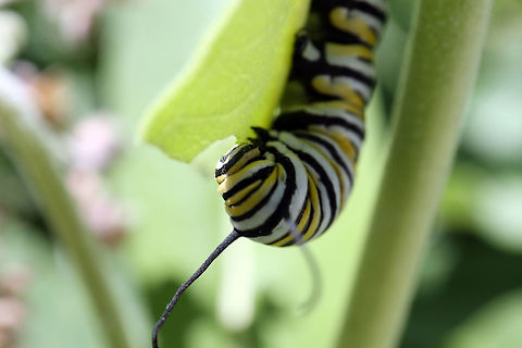 Monarch Larva A small patch of milkweed is home to the Monarch Larva (Danaus plexippus) along a dirt road next to Thomson Lake, Alleyn-et-Cawood, Québec, Canada. Alleyn-et-Cawood,Canada,Danaus plexippus,Danaus plexippus larva,Geotagged,Monarch Larva,Monarch butterfly,Québec,Summer,Thomson Lake