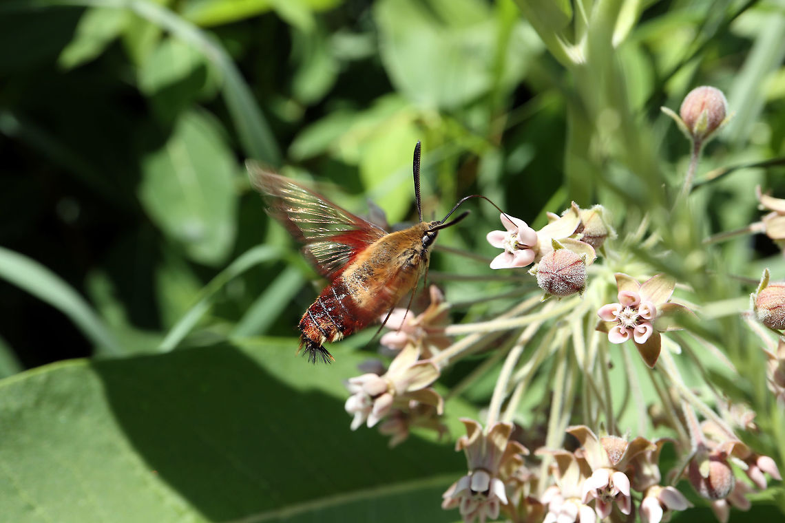 Hummingbird Clearwing Moth Nectaring the milkweed flowers, the Hummingbird Clearwing Moth (Hemaris thysbe) moves swiftly amongst the patch at Thomson Lake, Alleyn-et-Cawood, Qu&eacute;bec, Canada. Alleyn-et-Cawood,Canada,Geotagged,Hemaris thysbe,Hummingbird Clearwing,Hummingbird Clearwing Moth,Québec,Summer,Thomson Lake