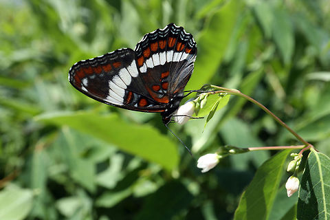 White Admiral Butterfly Nectaring the flowers is the White Admiral Butterfly (Limenitis arthemis arthemis) next to Thomson Lake, Alleyn-et-Cawood, Qu&eacute;bec, Canada. Alleyn-et-Cawood,Canada,Geotagged,Limenitis arthemis,Limenitis arthemis arthemis,Qu&eacute;bec,Red-spotted purple,Summer,Thomson Lake,White Admiral Butterfly