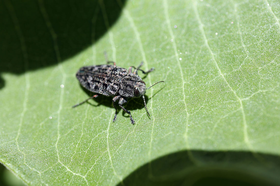 Metallic Wood Boring Beetle Resting on the milkweed leaf, a Metallic Wood Boring Beetle (Buprestis lyrata) is next to the marsh at Alleyn-et-Cawood, Qu&eacute;bec, Canada. Alleyn-et-Cawood,Buprestis lyrata,Canada,Geotagged,Metallic Wood Boring Beetle,Québec,Summer