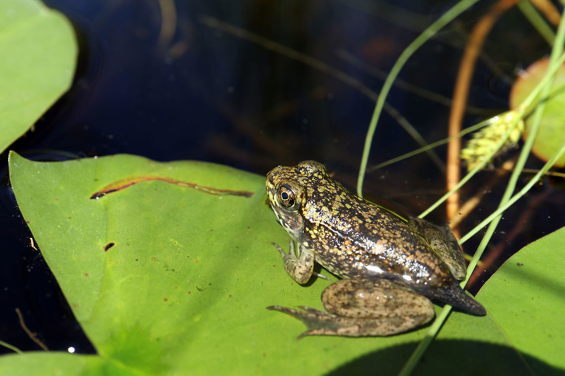 Northern Green Frog Still sporting a tail the Northern Green Frog (Lithobates clamitans melanota) is comfortable on the lily pad at the marsh at Alleyn-et-Cawood, Qu&eacute;bec, Canada. Alleyn-et-Cawood,Canada,Geotagged,Lithobates clamitans melanota,Northern Green Frog,Northern green frog,Québec,Summer
