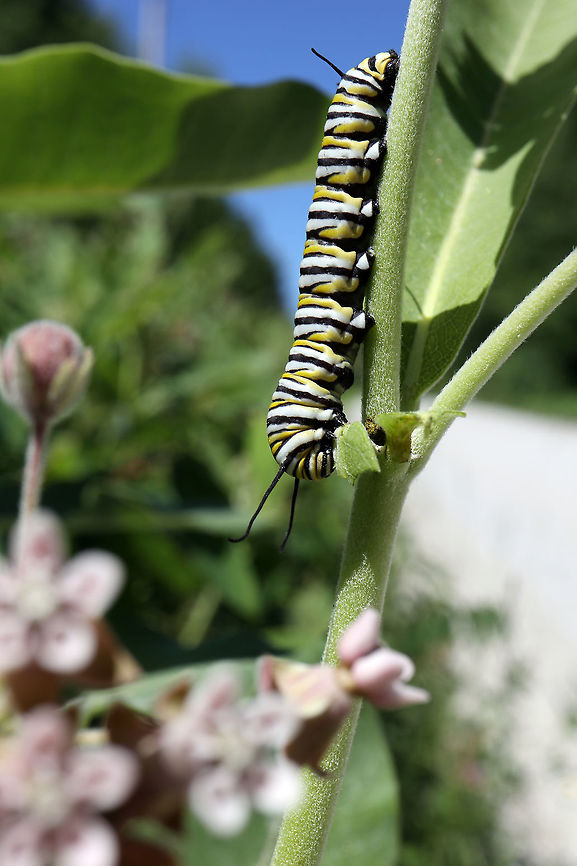 Monarch Larva Enjoying the roadside milkweed, the Monarch Larva (Danaus plexippus) is in the patch next to Thomson Lake, Alleyn-et-Cawood, Qu&eacute;bec, Canada. Alleyn-et-Cawood,Canada,Danaus plexippus,Danaus plexippus larva,Geotagged,Monarch Larva,Monarch butterfly,Québec,Summer,Thomson Lake