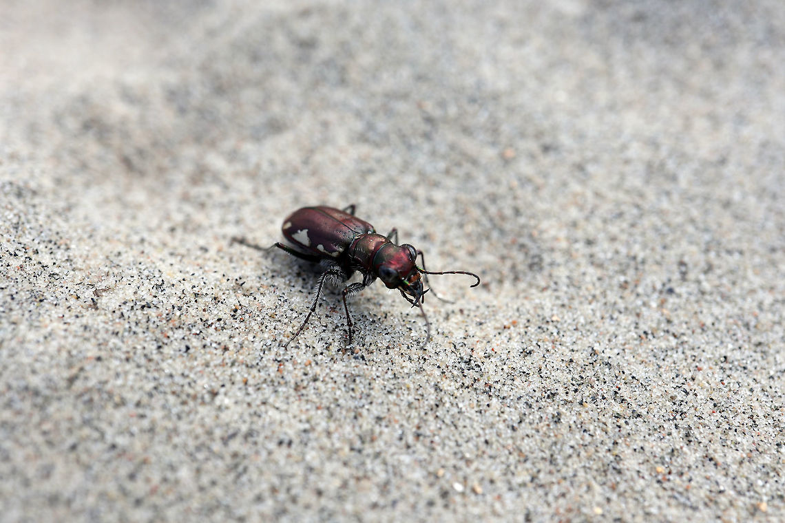 LeConte's Tiger Beetle On the hot sands of an inland dune, the LeConte's Tiger Beetle (Cicindela scutellaris lecontei﻿) can be found at the Larose Forest, Limoges, Ontario, Canada. Canada,Cicindela scutellaris,Cicindela scutellaris lecontei﻿,Festive Tiger Beetle,Geotagged,Larose Forest,LeConte's Tiger Beetle,Limoges,Ontario,Summer