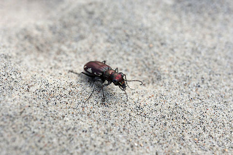 LeConte's Tiger Beetle On the hot sands of an inland dune, the LeConte's Tiger Beetle (Cicindela scutellaris lecontei﻿) can be found at the Larose Forest, Limoges, Ontario, Canada. Canada,Cicindela scutellaris,Cicindela scutellaris lecontei﻿,Festive Tiger Beetle,Geotagged,Larose Forest,LeConte's Tiger Beetle,Limoges,Ontario,Summer