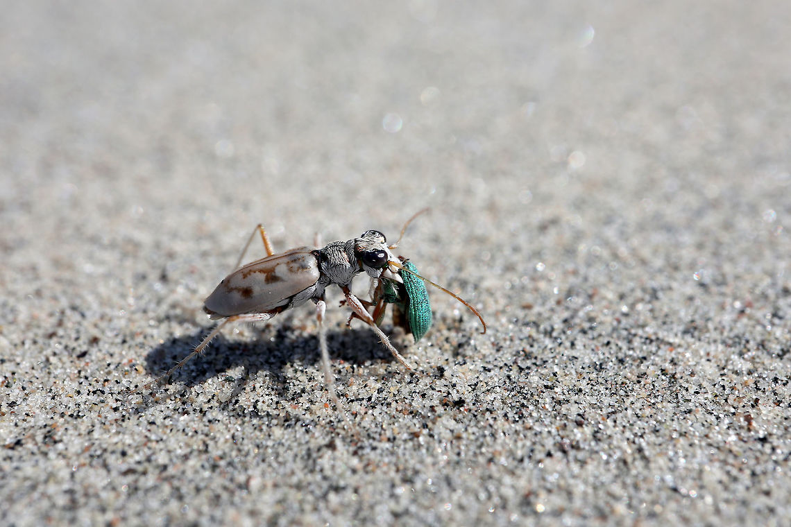 Predator & Prey, Ghost Tiger Beetle Tricky to spot unless a bright bug is in his mouth is the Ghost Tiger Beetle (Ellipsoptera lepida) on the white sands of an inland dune at the Larose Forest, Limoges, Ontario, Canada. Conservation Status: imperiled (N2N3) in Canada (NatureServe). Canada,Ellipsoptera lepida,Geotagged,Ghost Tiger Beetle,Larose Forest,Limoges,Ontario,Summer,imperiled species