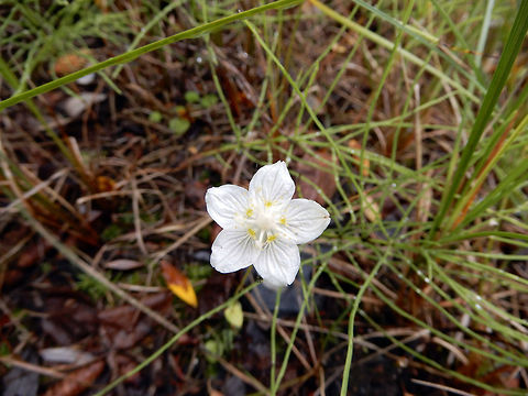 Marsh Grass-of-Parnassus In the marshy area by Long Lake the Marsh Grass-of-parnassus (Parnassia palustris) bright white flower with veined petals and five spots of yellow in the centre stands out at Fred Henne Territorial Park, Yellowknife, Northwest Territories, Canada.           Canada,Fred Henne Territorial Park,Geotagged,Marsh Grass-of-parnassus,Northern grass-of-Parnassus,Northwest Territories,Parnassia palustris,Summer,Yellowknife