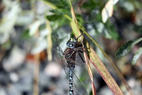 Azure Darner Clinging to the blades of long grass next to Frame Lake, the Azure Darner (Aeshna septentrionalis) is a colourful dragonfly of Yellowknife, Northwest Territories, Canada. Aeshna septentrionalis,Azure Darner,Canada,Geotagged,Northwest Territories,Summer,Yellowknife