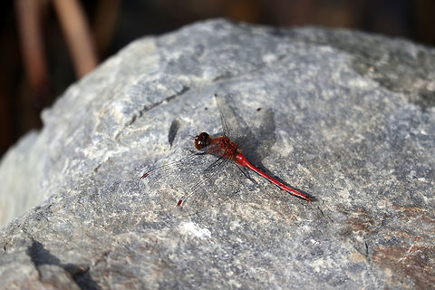 Cherry-faced Meadowfly Sunning on the warm rocks along the shoreline of Frame Lake, the bright red of the Cherry-faced Meadowfly (Sympetrum internum) is found at Yellowknife, Northwest Territories, Canada. Canada,Cherry-faced Meadowfly,Cherry-faced Meadowhawk,Geotagged,Northwest Territories,Summer,Sympetrum internum,Yellowknife