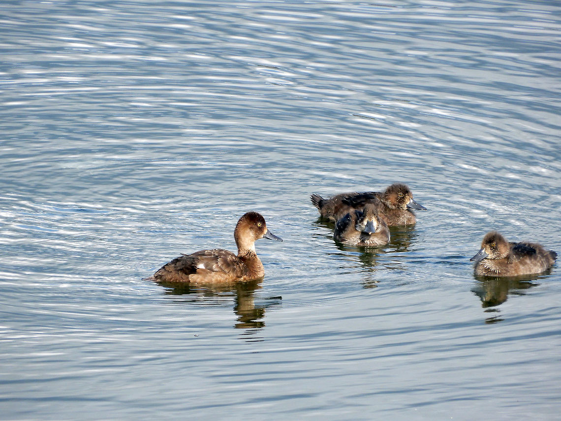 Lesser Scaup Family Late in the summer this family is far North on Frame Lake, the Lesser Scaup (Aythya affinis) female is with her three ducklings at Yellowknife, Northwest Territories, Canada. Conservation Status: vulnerable (S3B) in Northwest Territories, CA (NatureServe). Aythya affinis,Canada,Geotagged,Lesser Scaup,Lesser scaup,Northwest Territories,Summer,Yellowknife,vulnerable