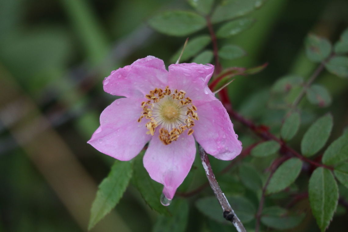 Prickly Wild Rose Spotted with rain drops, the Prickly Wild Rose (Rosa acicularis) is the largest flower found at Fred Henne Territorial Park, Yellowknife, Northwest Territories, Canada. Canada,Fred Henne Territorial Park,Geotagged,Northwest Territories,Prickly Wild Rose,Rosa acicularis,Summer,Yellowknife