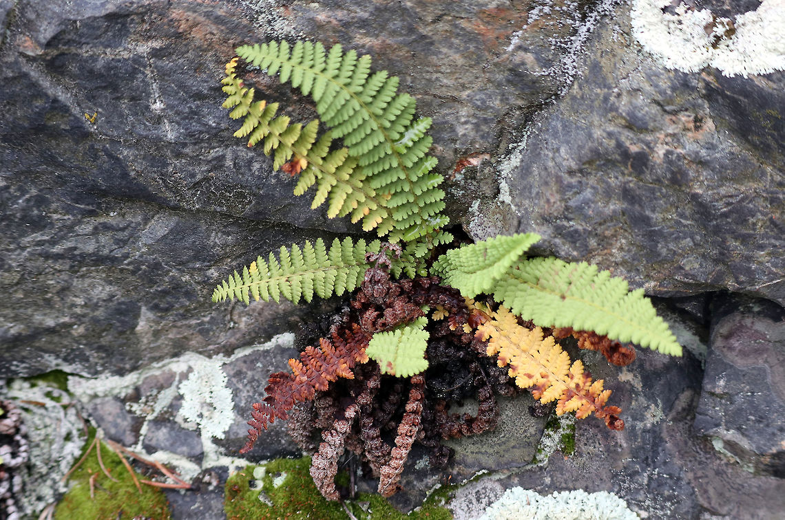 Fragrant Wood Fern Between rocks on a large Canadian Shield hill on the Prospector Trail, the Fragrant Wood Fern (Dryopteris fragrans) is one of the few ferns found at Fred Henne Territorial Park, Yellowknife, Northwest Territories, Canada. Canada,Dryopteris fragrans,Fragrant Wood Fern,Fred Henne Territorial Park,Geotagged,Northwest Territories,Summer,Yellowknife