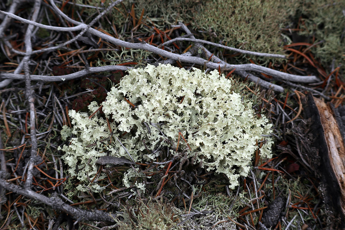 Crinkled Snow Lichen The Crinkled Snow Lichen (Flavocetraria nivalis) is not as numerous as the Reindeer lichen on the Canadian Shield rocks at the Prospector Trail, Fred Henne Territorial Park, Yellowknife, Northwest Territories, Canada. Canada,Crinkled Snow Lichen,Flavocetraria nivalis,Fred Henne Territorial Park,Geotagged,Northwest Territories,Summer,Yellowknife
