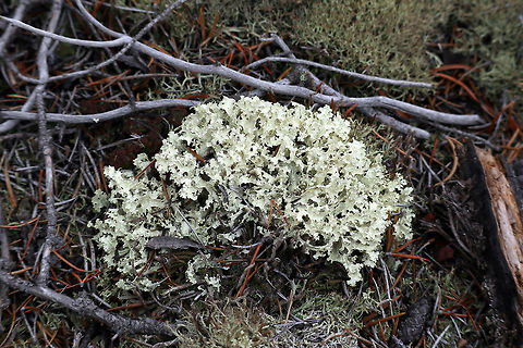 Crinkled Snow Lichen The Crinkled Snow Lichen (Flavocetraria nivalis) is not as numerous as the Reindeer lichen on the Canadian Shield rocks at the Prospector Trail, Fred Henne Territorial Park, Yellowknife, Northwest Territories, Canada. Canada,Crinkled Snow Lichen,Flavocetraria nivalis,Fred Henne Territorial Park,Geotagged,Northwest Territories,Summer,Yellowknife