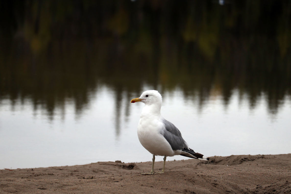 California Gull Comfortable on a northern beach is the California Gull (Larus californicus) far from California at the Fred Henne Territorial Park, Yellowknife, Northwest Territories, Canada. California Gull,California gull,Canada,Fred Henne Territorial Park,Geotagged,Larus californicus,Northwest Territories,Summer,Yellowknife
