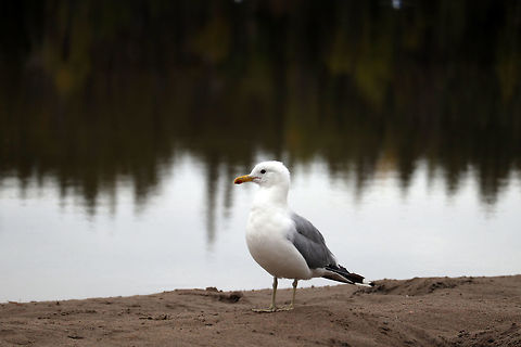California Gull Comfortable on a northern beach is the California Gull (Larus californicus) far from California at the Fred Henne Territorial Park, Yellowknife, Northwest Territories, Canada. California Gull,California gull,Canada,Fred Henne Territorial Park,Geotagged,Larus californicus,Northwest Territories,Summer,Yellowknife