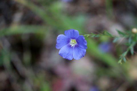 Lewis Blue Flax A bright blue Lewis Blue Flax (Linum lewisii) flower is a late bloomer at Chan Lake Territorial Park, Northwest Territories, Canada. Canada,Chan Lake Territorial Park,Geotagged,Lewis Blue Flax,Lewis flax,Linum lewisii,Northwest Territories,Summer