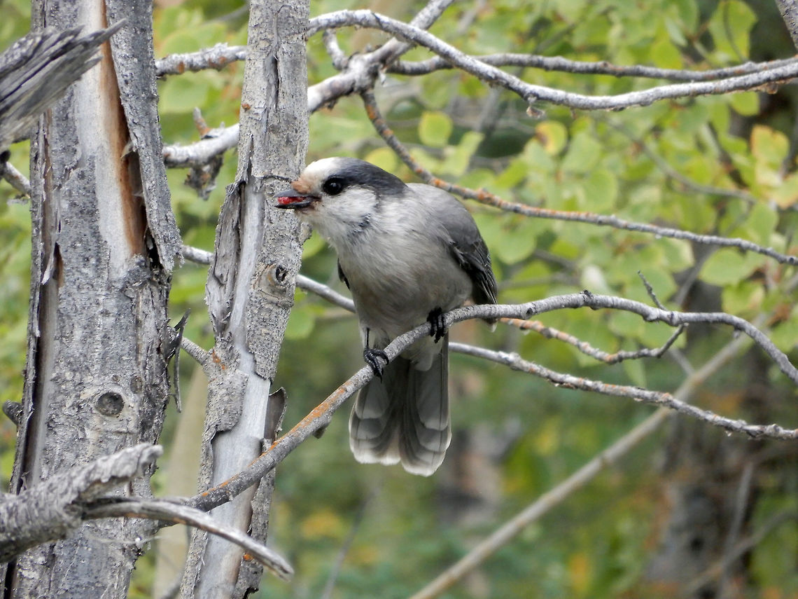 Canada Jay Also called a Wiskyjack or Gray Jay, the Canada Jay (Perisoreus canadensis) is a friendly bird of the Boreal forest at the Chan Lake Territorial Park, Northwest Territories, Canada. Canada,Canada Jay,Chan Lake Territorial Park,Geotagged,Gray Jay,Northwest Territories,Perisoreus canadensis,Summer