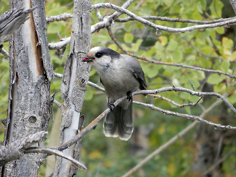 Canada Jay Also called a Wiskyjack or Gray Jay, the Canada Jay (Perisoreus canadensis) is a friendly bird of the Boreal forest at the Chan Lake Territorial Park, Northwest Territories, Canada. Canada,Canada Jay,Chan Lake Territorial Park,Geotagged,Gray Jay,Northwest Territories,Perisoreus canadensis,Summer