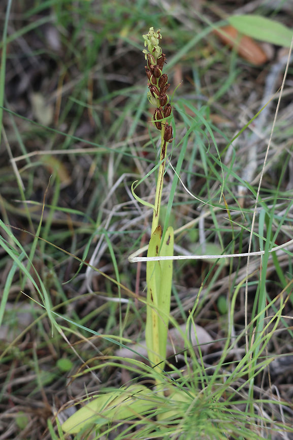 Tall Northern Green Orchid Fruiting Came across a couple of these Tall Northern Green Orchid fruiting (Platanthera aquilonis) along the shore of Chan Lake, Chan Lake Territorial Park, Northwest Territories, Canada. Canada,Chan Lake Territorial Park,Geotagged,Northern Green Orchid,Northwest Territories,Platanthera aquilonis,Summer,Tall Northern Green