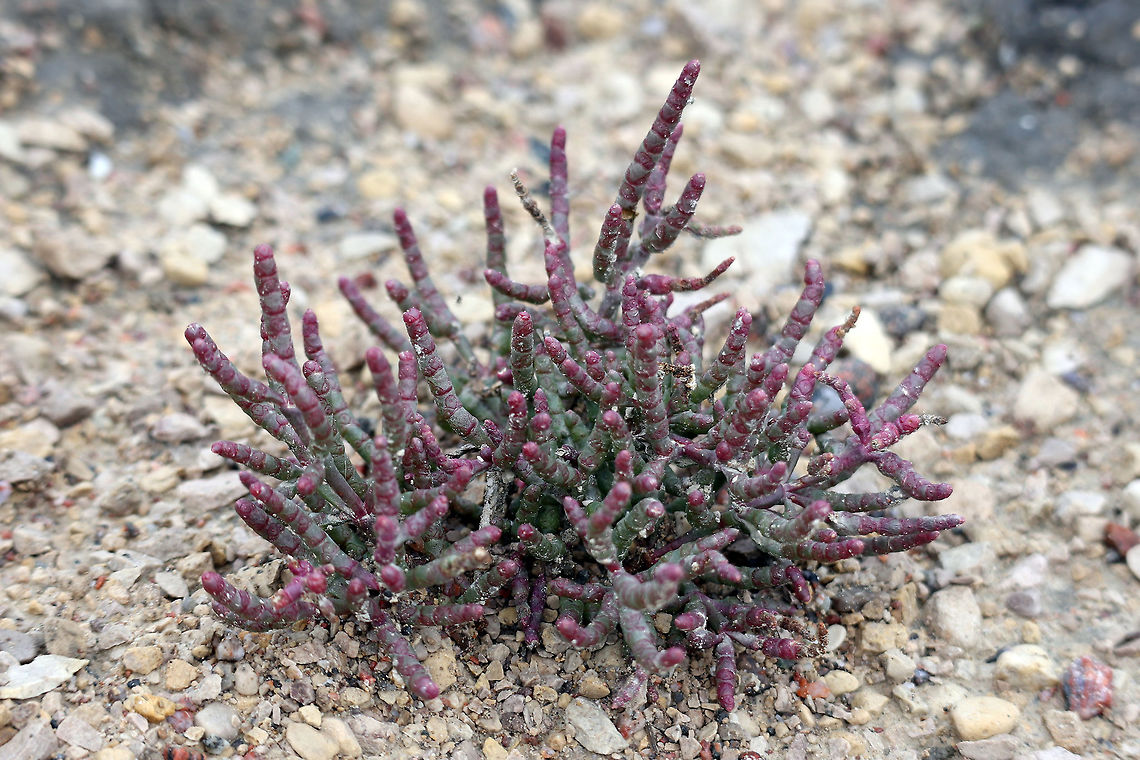 Red Glasswort The Red Glasswort (Salicornia rubra) is a odd plant that thrives in salty environments and can be found on the Salt Plains of Wood Buffalo National Park, Alberta, Canada. Alberta,Canada,Geotagged,Red Glasswort,Salicornia rubra,Summer,Wood Buffalo National Park