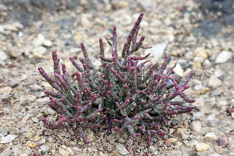 Red Glasswort The Red Glasswort (Salicornia rubra) is a odd plant that thrives in salty environments and can be found on the Salt Plains of Wood Buffalo National Park, Alberta, Canada. Alberta,Canada,Geotagged,Red Glasswort,Salicornia rubra,Summer,Wood Buffalo National Park