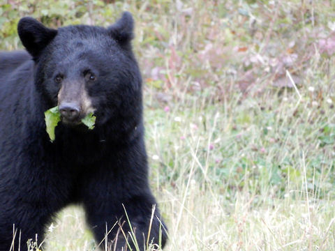 American Black Bear Approaching evening and the American Black Bears (Ursus americanus) come out to forage along the highway in Whooping Crane Summer Range, Wood Buffalo National Park, Northwest Territories, Canada. Ramsar site no. 240. American Black Bear,American black bear,Canada,Geotagged,Northwest Territories,Ramsar site no. 240,Summer,Ursus americanus,Whooping Crane Summer Range,Wood Buffalo National Park
