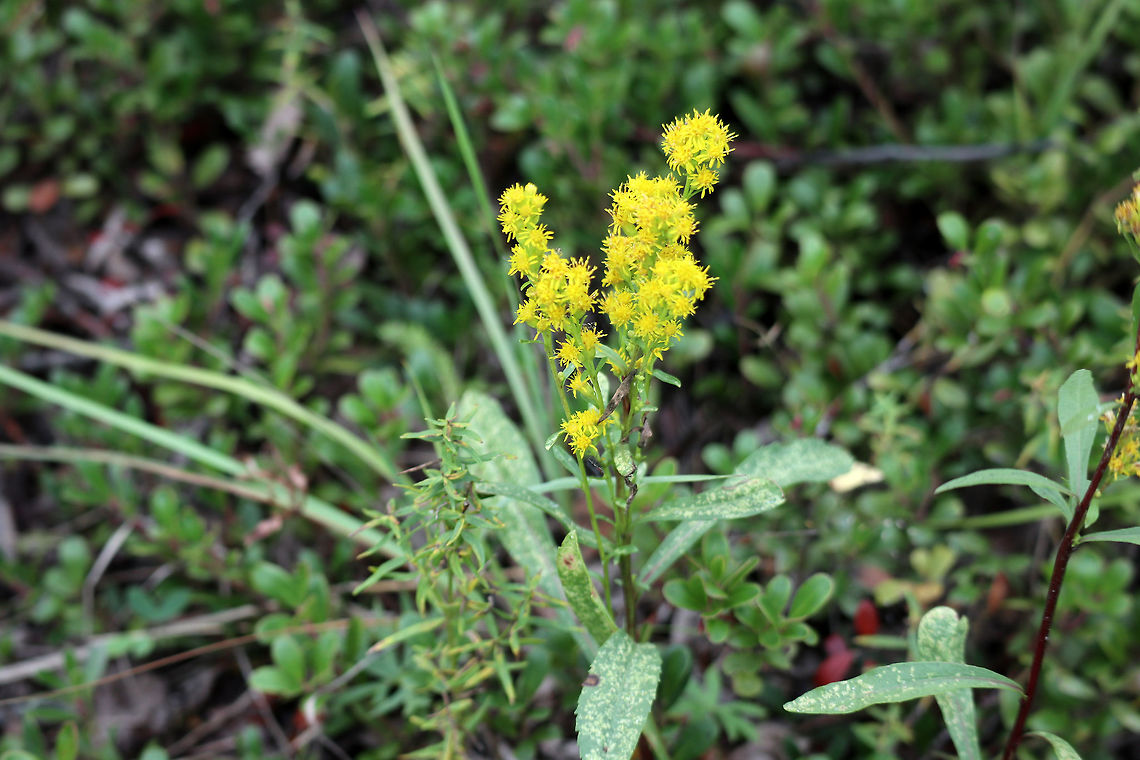 Sticky Goldenrod Of the three goldenrods of NWT, the Sticky Goldenrod (Solidago spathulata ssp. glutinosa) is the short variety and is found along an escarpment in the Whooping Crane Summer Range, Wood Buffalo National Park, Northwest Territories, Canada. Ramsar site no. 240. Canada,Dune Goldenrod,Geotagged,Northwest Territories,Ramsar site no. 240,Solidago spathulata ssp. glutinosa,Sticky Goldenrod,Summer,Whooping Crane Summer Range,Wood Buffalo National Park,solidago spathulata