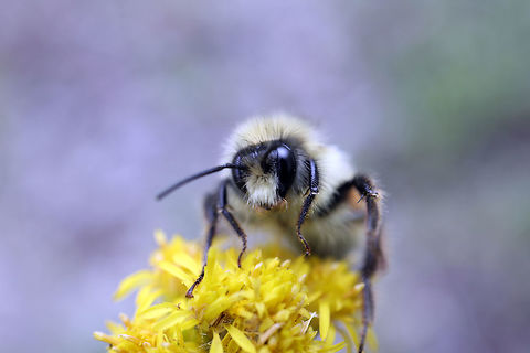Two-ranked Bumble Bee Very surprised to find a Two-ranked Bumble Bee (Bombus bifarius) on the escarpment slowly enjoying the Sticky Goldenrod (Solidago spathulata ssp. glutinosa) at Whooping Crane Summer Range, Wood Buffalo National Park, Northwest Territories, Canada. Ramsar site no. 240. Bombus bifarius,Canada,Geotagged,Northwest Territories,Ramsar site no. 240,Summer,Two-ranked Bumble Bee,Whooping Crane Summer Range,Wood Buffalo National Park