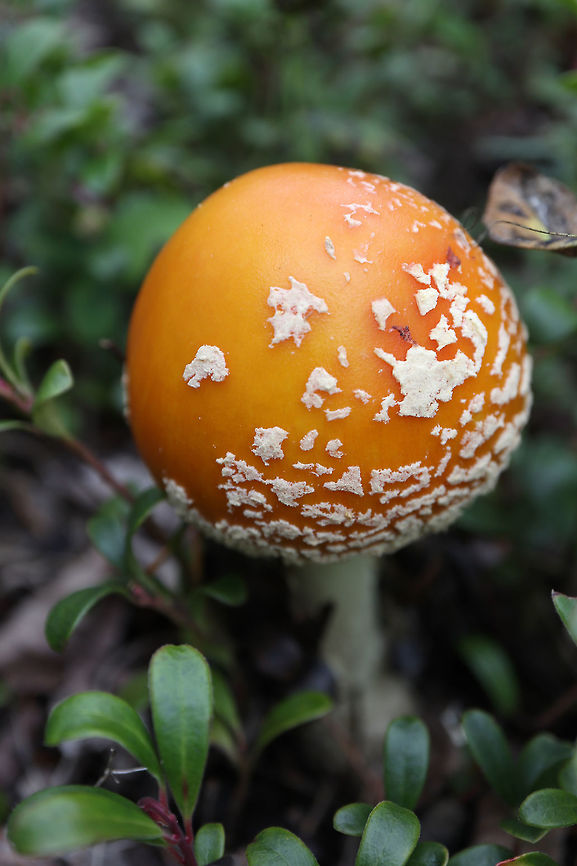 Yellow-orange Fly Agaric Mushroom Found this treasure along the escarpment. Yellow-orange Fly Agaric Mushroom (Amanita muscaria var. guessowii) at the Whooping Crane Summer Range, Wood Buffalo National Park, Northwest Territories, Canada. Ramsar site no. 240. Amanita muscaria var. guessowii,American Eastern Yellow Fly Agaric,Canada,Geotagged,Northwest Territories,Ramsar site no. 240,Summer,Whooping Crane Summer Range,Wood Buffalo National Park,Yellow-orange Fly Agaric Mushroom